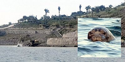 Akdeniz foklarının barınma alanında ÇED’siz yat limanı projesine sert tepki
