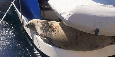 Akdeniz foku tekneye çıktı