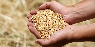 Ata tohumu karakılçık buğdayının ilk hasadı Karaova’da yapıldı