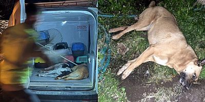 Bodrum’da gece kedi köpek katliamı