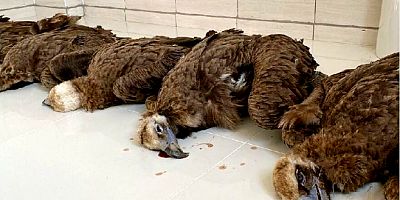 Nesli tehlike altındaki 7 kara akbabayı zehirleyerek öldürdüler 
