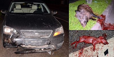 Otomobil domuz sürüsüne çarptı hamile domuzun karnındaki ceninler yola saçıldı