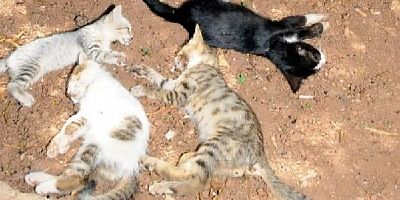 Tatil cennetinde 15 kedinin zehirlenerek öldürülmesine büyük tepki