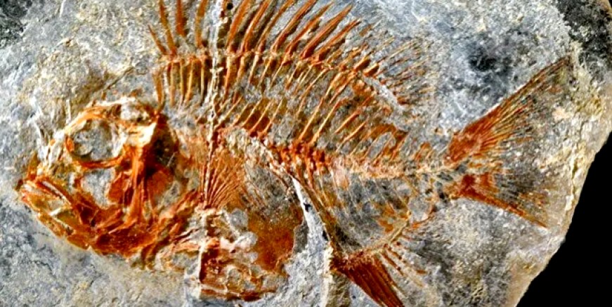 95 milyon yıllık balık fosili bulundu