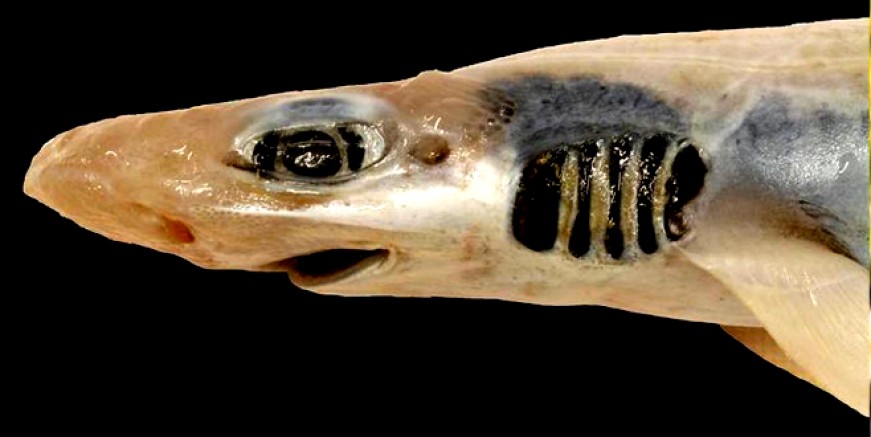 Akdeniz sularında derisiz ve dişsiz bir köpekbalığı bulundu