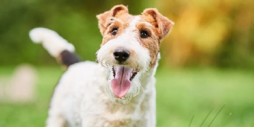 Araştırmalar o tür için alarm veriyor… Tenten’in köpeğinin nesli tehlikede