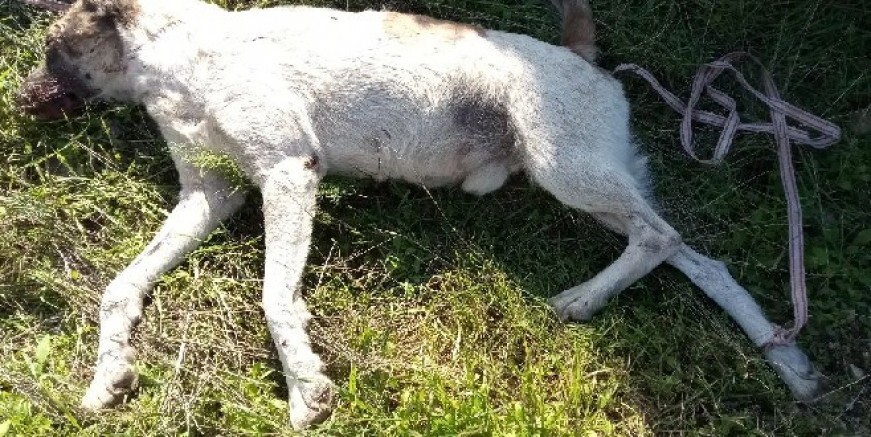 Bitez’de vahşet, köpeği ayağından bağlayıp işkence ederek öldürdüler iddiası