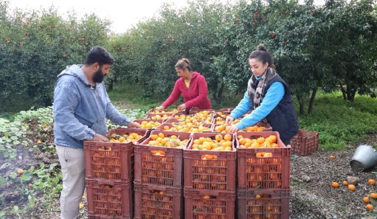 Bodrum Belediyesi elde kalan mandalinaları üreticiden alıyor