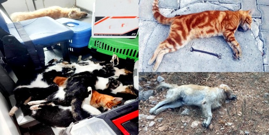 Bodrum’da kedi katliamı 11 kedi öldü, 25 kedi kayıp