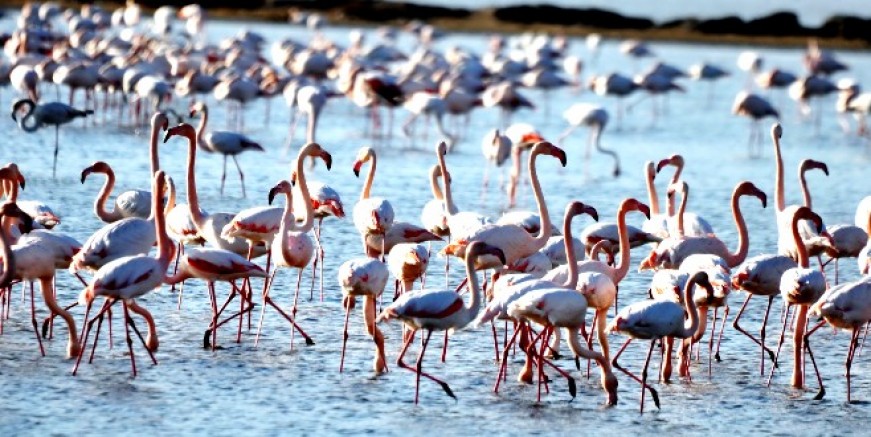 Flamingolar cennetine  glof tesisi ve turizm projesine  “ÇED Olumlu” kararı