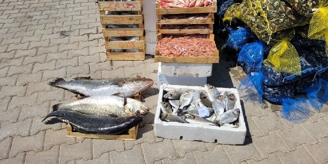 Kaçak midye ve balık taşıyan kişiye 10 bin 711 lira ceza yazıldı