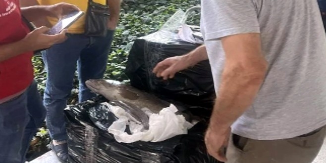 100 kilogram kaçak lagos balığına Torba otogarında el konuldu