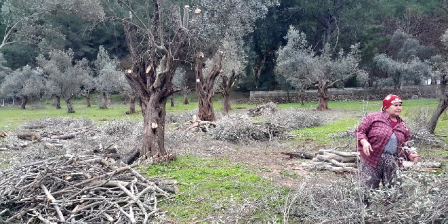 Marmaris’te zeytin ağaçlarına gençleştirme operasyonu