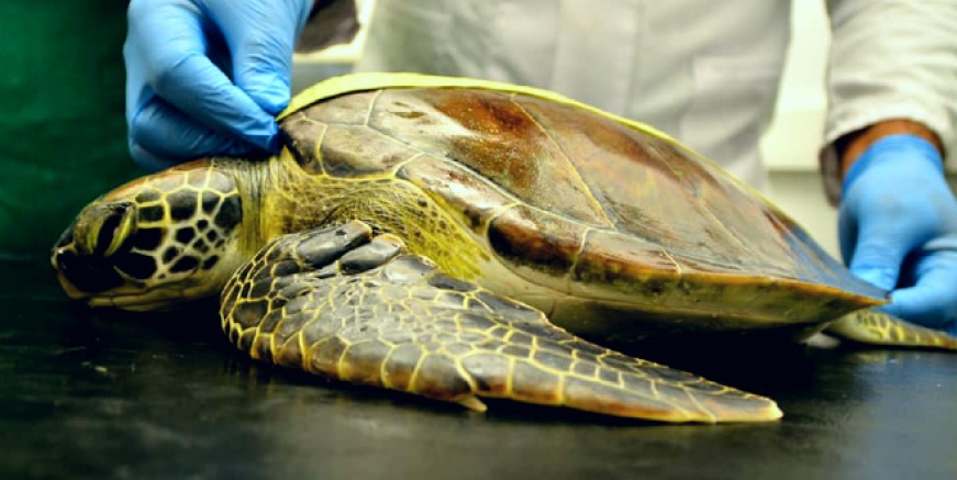 Misina ile olta yutan yavru yeşil deniz kaplumbağası tedaviye alındı