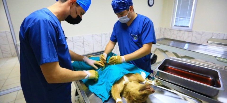 Muğla'da 26 Bin 529 hayvan sağlığına kavuşturuldu