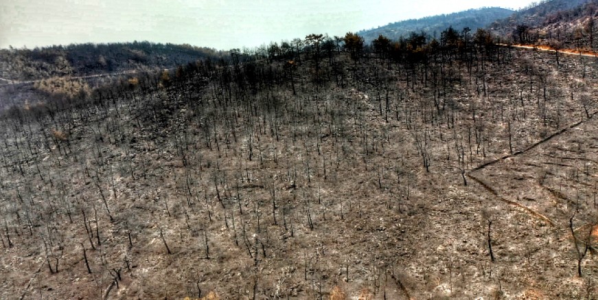Muğla’da yanan alanlara 27 milyon fidan dikilecek