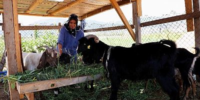 140 Kadın üreticiye 420 kıl keçisi dağıtıldı
