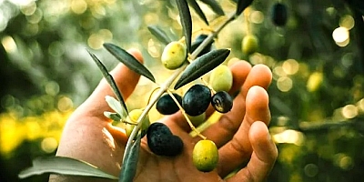 21 milyon zeytin ağacı telef oldu: Fiyatlar artabilir