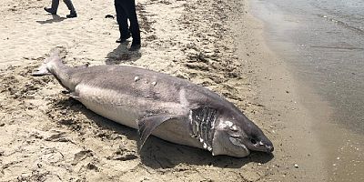 3.6 metre boyundaki köpekbalığı sahile vurdu