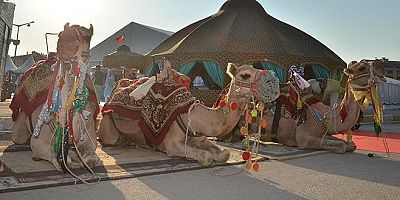 50 milyonluk vurgun iddiasında şirket yöneticisi tutuklandı, paraları yatırdığı develere el konuldu