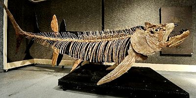 70 Milyon yıllık devasa balık fosili bulundu