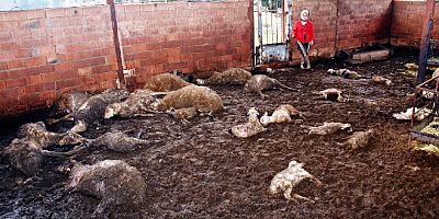 Ağıla saldıran köpekler 63 koyunu telef etti
