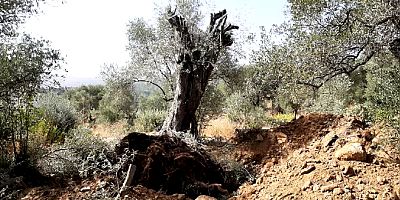 Asırlık zeytin ağaçlarını maden sahasından belediye kurtardı
