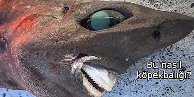 Avustralya açıklarında yakalanan köpekbalığı görenleri korkuttu