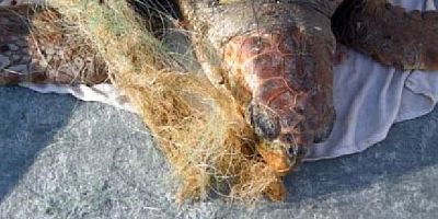 Balıkçı ağları deniz kaplumbağalarının ölümüne neden oluyor
