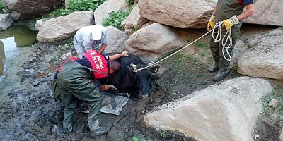 Bataklığı düşen inek itfaiye ekiplerince kurtarıldı