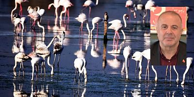 Bilgi: Flamingoların cenneti Tuzla’ya atık sular bırakılıyor mu? Yanıt yok…