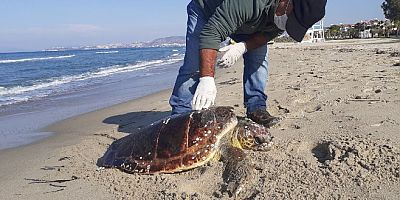 Deniz kaplumbağalarını acımadan öldürüyorlar