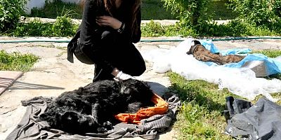 Bitez'de sokak köpeklerini zehirlediler iddiası