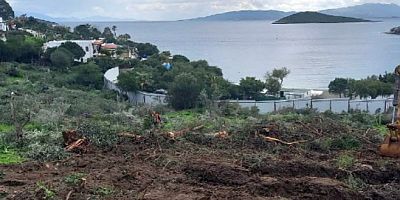 Bitez'deki hazine arazisindeki doğa katliamı iddialarına Belediye'den açıklama