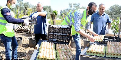 Bitezli yumurta üreticisini iflastan Bodrum Belediyesi kurtardı 