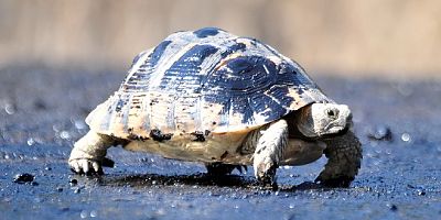 Bodrum’da asfalt eridi kaplumbağalar zifte bulandı
