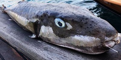 Bodrum’da balon balığı istilası, bugüne kadar  böylesi görülmedi