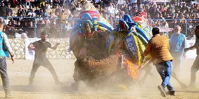 Bodrum’da çok renkli deve güreşi festivali, tozu dumana kattılar