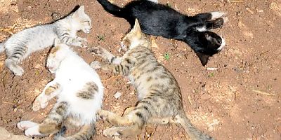 Bodrum’da iki günde 24 kedi zehirlenerek öldürüldü