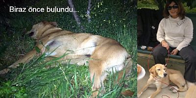 Bodrum'da köpek zehirlenmeleri durmuyor, ünlü sanatçının köpeğini öldürdüler