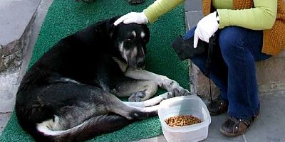 Bodrum’da zehirlenerek öldürülen köpekler için savcılık soruşturma başlattı