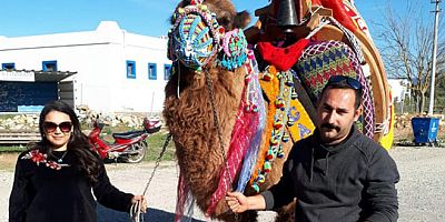 Bodrum’un şampiyon deve güreşçisi Seçil yaşama tutunamadı