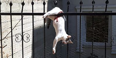 Çatıdan bahçeye atlayan kedi demir korkuluklara saplandı
