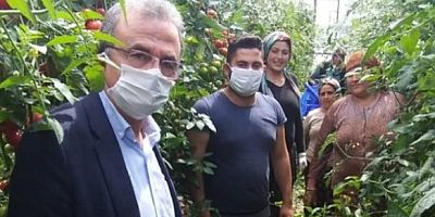 CHP'li Girgin: Domates üreticisinin feryadına kulak verin