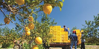 CHP’li Tezcan “Ortacalı limon üreticisinin en mağdur yılı”