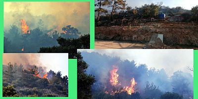 Çökertme ormanlarını kaynak yaparken yaktılar, yangın durdurulamıyor