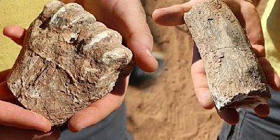 Denizli’de 9 milyon yıl öncesine ait hayvan fosilleri bulundu