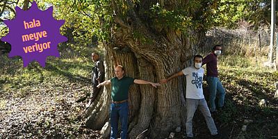 Dünyanın en yaşlı Armut ağacı!