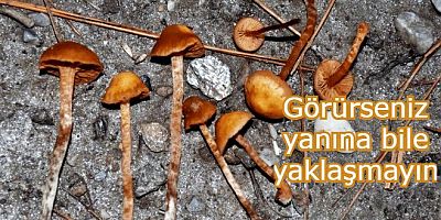 Dünyanın en zehirli mantar türlerinden biri Türkiye/Aydın’da tespit edildi