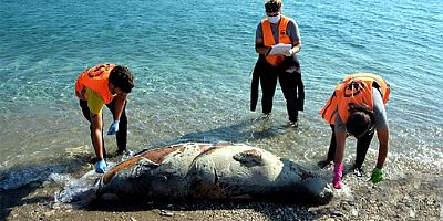 Ege’de  pandemi sürecinde 7 Akdeniz foku öldürüldü